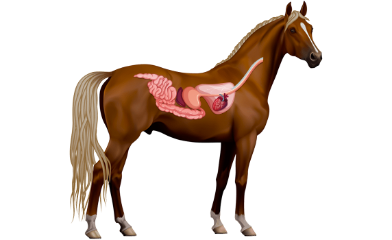 Horse Digestive