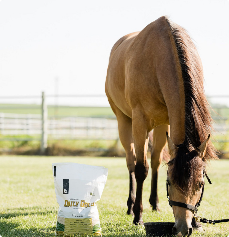 A buckskin horse in a green pasture standing near a bag of Daily Gold—a natural equine gut supplement.