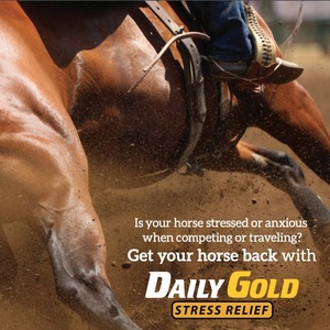 Daily Gold® Syringe - Digestive Stress Relief Horse Paste