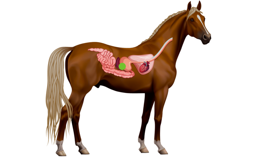 Horse Digestive
