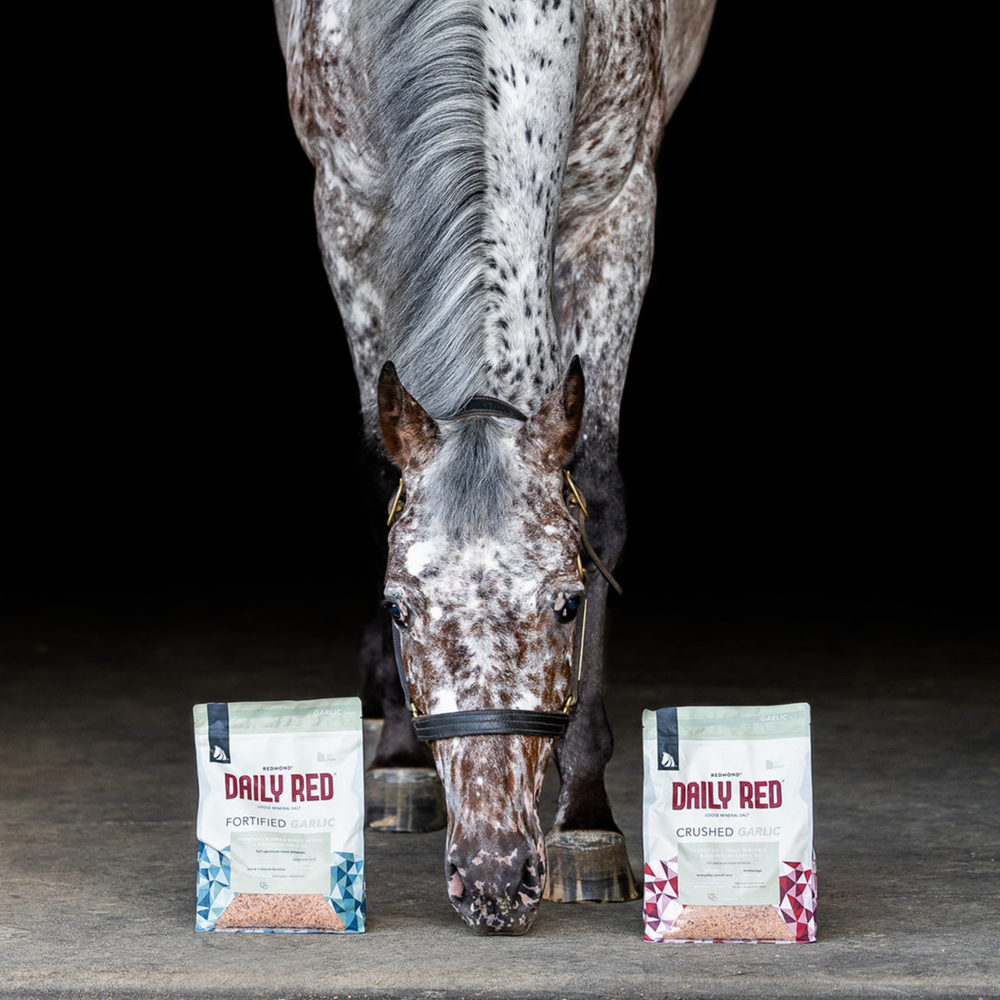 A brown horse near a horse trailer and bag of Redmond Daily Red Fortified equine loose minerals.